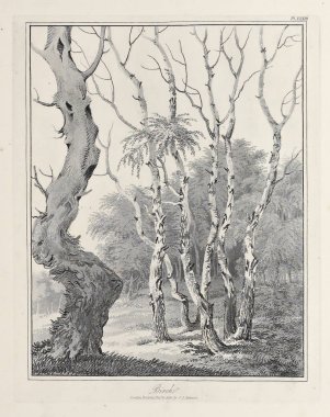 Amerika'nın doğası. Eski görüntü