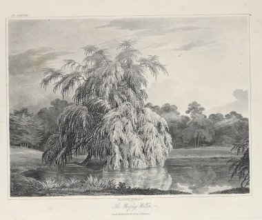 Amerika'nın doğası. Eski görüntü