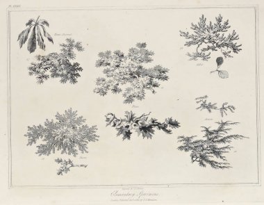 Amerika'nın doğası. Eski görüntü