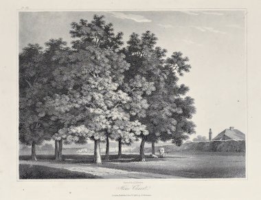 Amerika'nın doğası. Eski görüntü