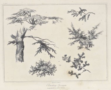 Amerika'nın doğası. Eski görüntü