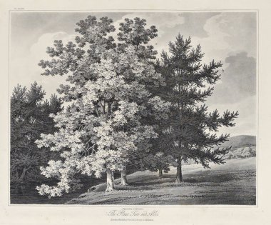 Amerika'nın doğası. Eski görüntü