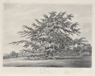 Amerika'nın doğası. Eski görüntü