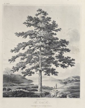 Amerika'nın doğası. Eski görüntü