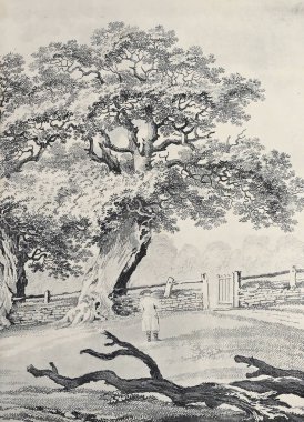 Amerika'nın doğası. Eski görüntü