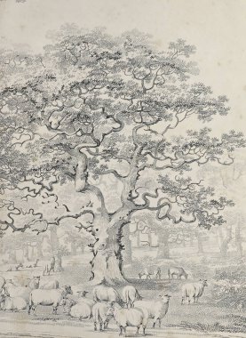 Amerika'nın doğası. Eski görüntü