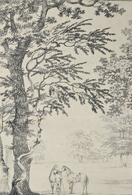 Amerika'nın doğası. Eski görüntü