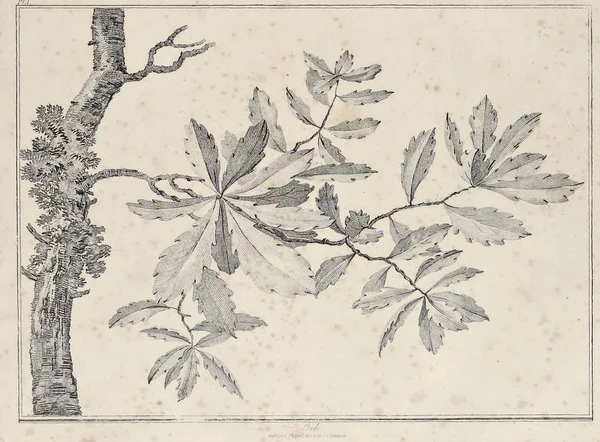 Amerika'nın doğası. Eski görüntü