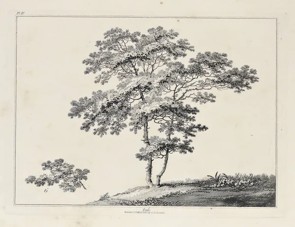 Amerika'nın doğası. Eski görüntü