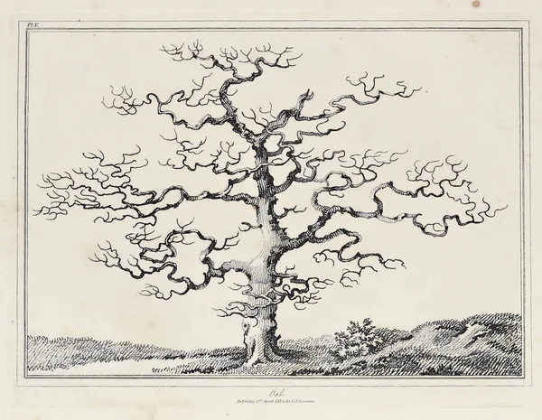 Amerika'nın doğası. Eski görüntü