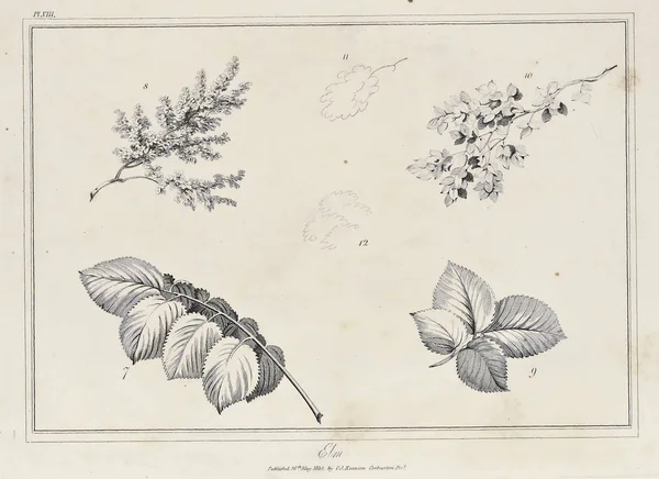 Amerika'nın doğası. Eski görüntü