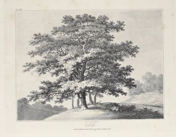 Amerika'nın doğası. Eski görüntü