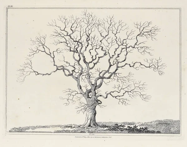 Amerika'nın doğası. Eski görüntü