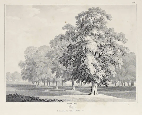 Amerika'nın doğası. Eski görüntü