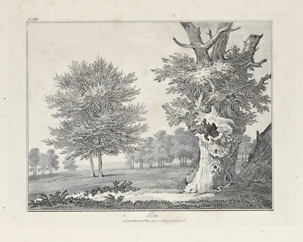 Amerika'nın doğası. Eski görüntü