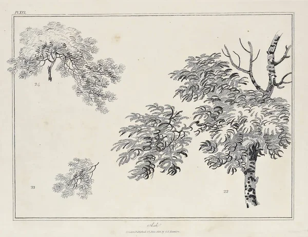 Amerika'nın doğası. Eski görüntü