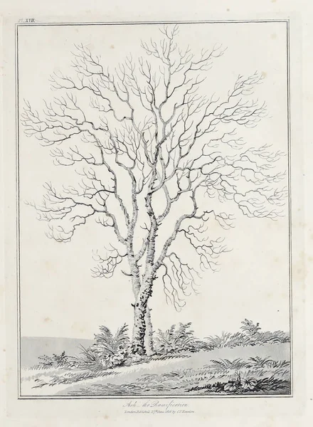 Amerika'nın doğası. Eski görüntü