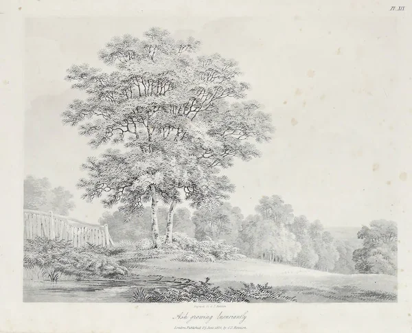 Amerika'nın doğası. Eski görüntü