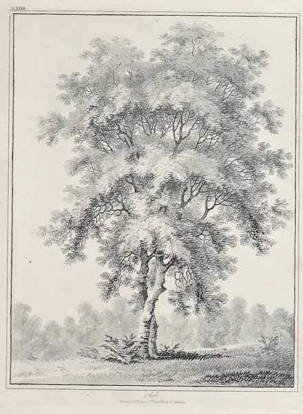 Amerika'nın doğası. Eski görüntü