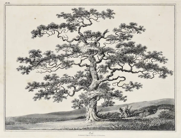 Amerika'nın doğası. Eski görüntü