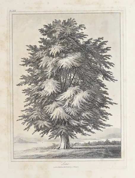 Amerika'nın doğası. Eski görüntü