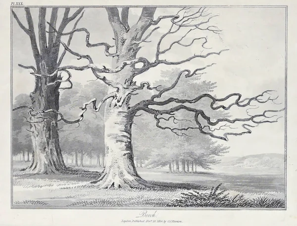 Amerika'nın doğası. Eski görüntü