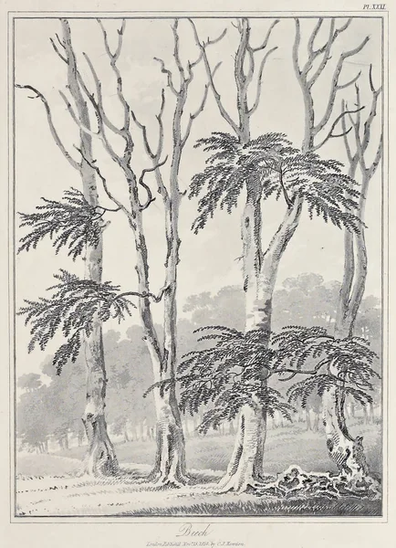 Amerika'nın doğası. Eski görüntü