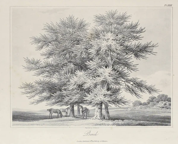 Amerika'nın doğası. Eski görüntü