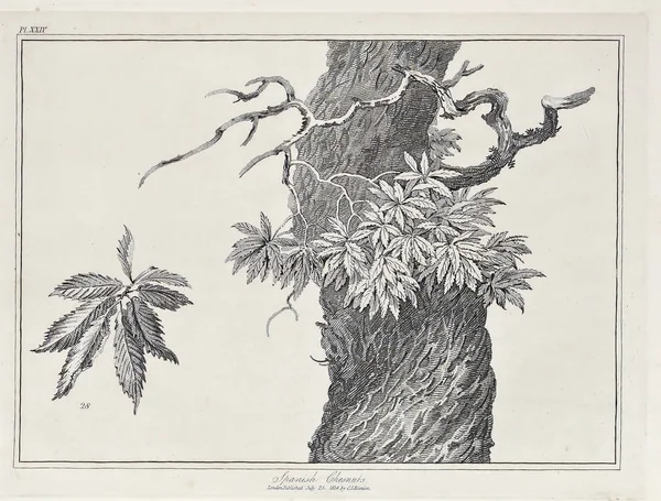 Amerika'nın doğası. Eski görüntü