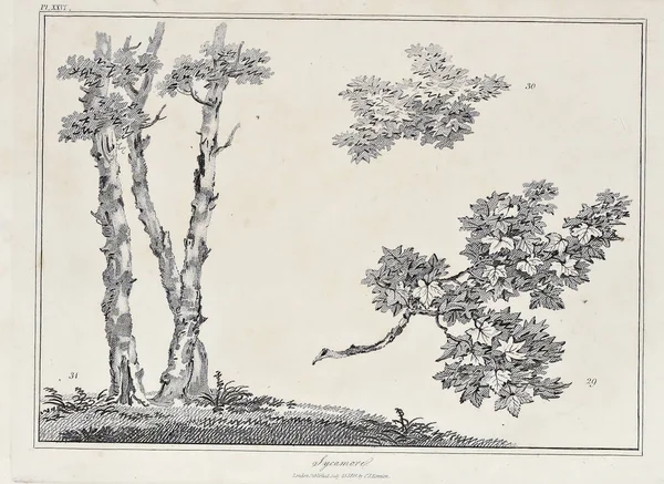 Amerika'nın doğası. Eski görüntü