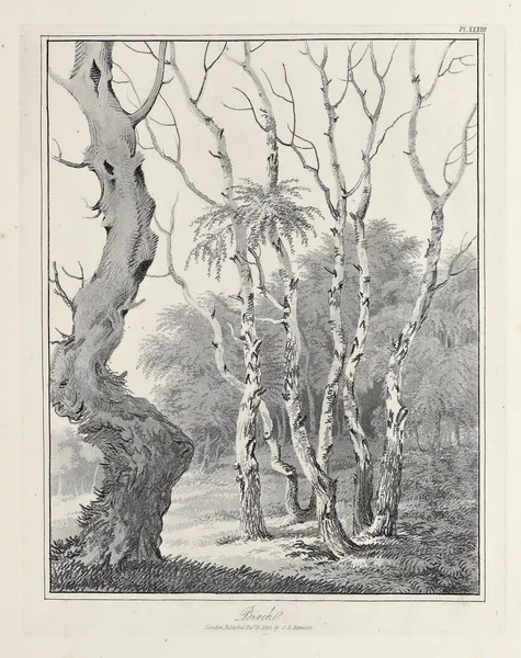 Amerika'nın doğası. Eski görüntü