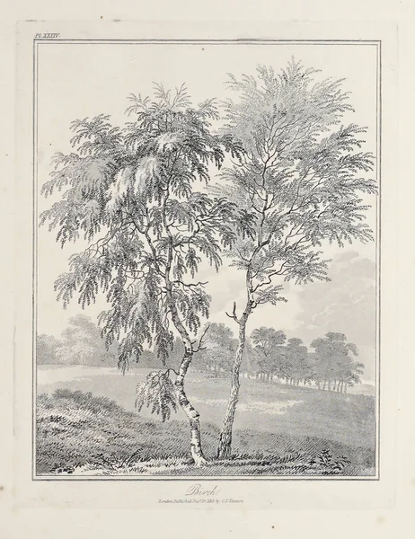 Amerika'nın doğası. Eski görüntü