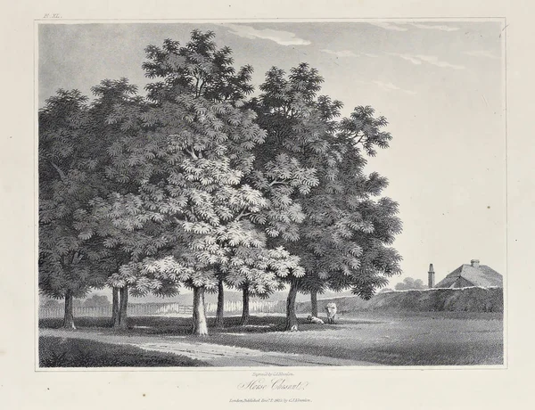 Amerika'nın doğası. Eski görüntü