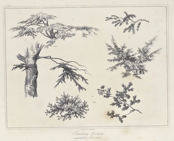 Amerika'nın doğası. Eski görüntü