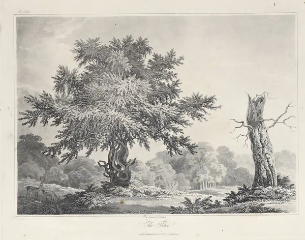 Amerika'nın doğası. Eski görüntü