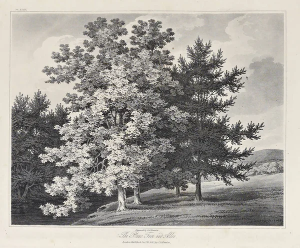 Amerika'nın doğası. Eski görüntü