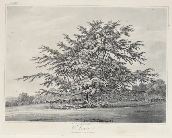 Amerika'nın doğası. Eski görüntü