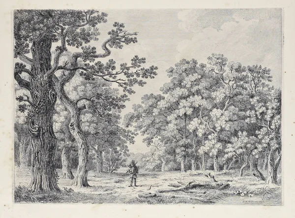 Amerika'nın doğası. Eski görüntü