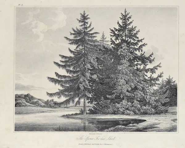 Amerika'nın doğası. Eski görüntü