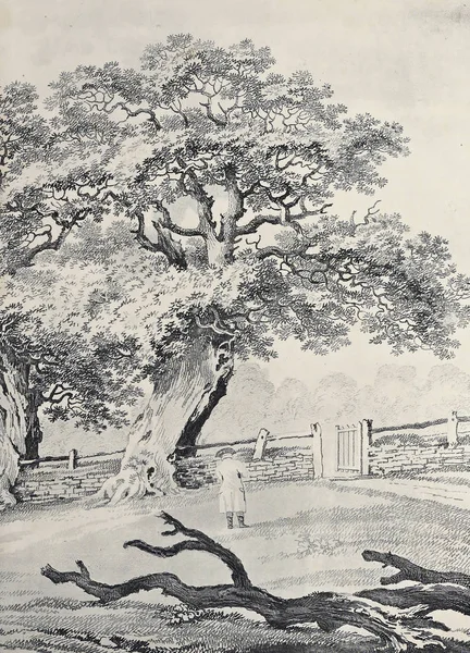 Amerika'nın doğası. Eski görüntü