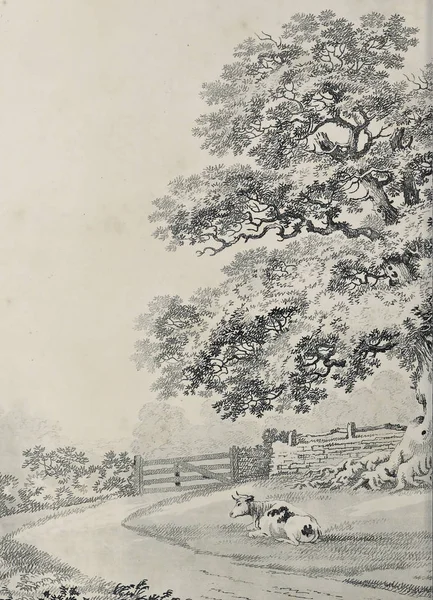 Amerika'nın doğası. Eski görüntü