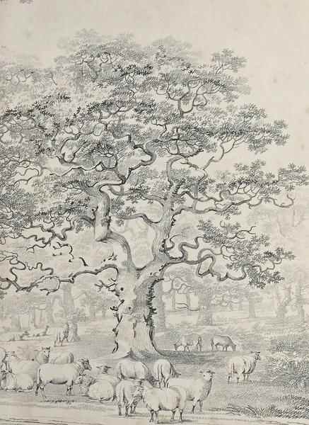 Amerika'nın doğası. Eski görüntü