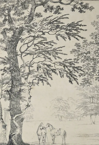 Amerika'nın doğası. Eski görüntü