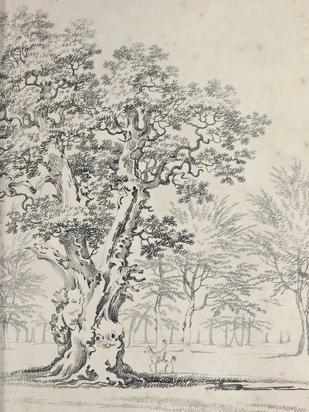 Amerika'nın doğası. Eski görüntü