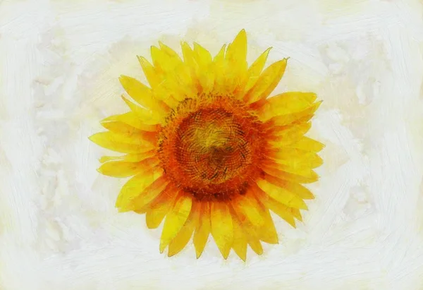 Ilustración Girasol Pintado Óleo — Foto de Stock