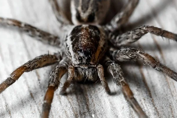 Eine Spinne Aus Nächster Nähe — Stockfoto