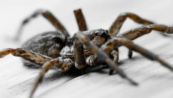 Eine Spinne Aus Nächster Nähe — Stockfoto