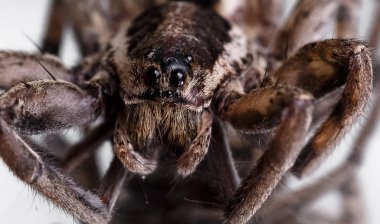 Bir örümcek yakın çekim