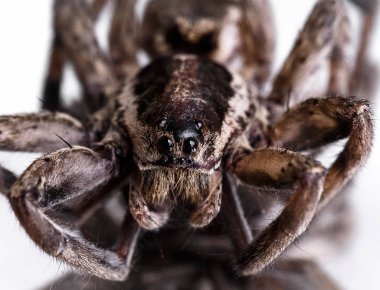 Bir örümcek yakın çekim