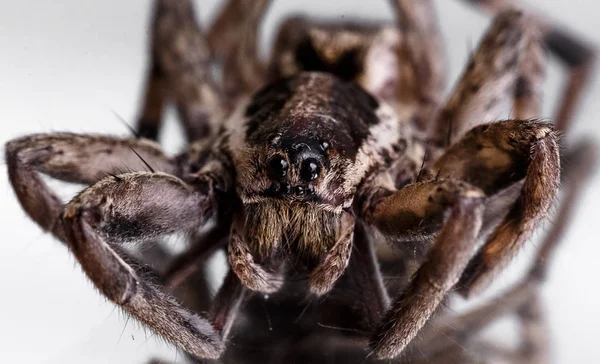 Eine Spinne Aus Nächster Nähe — Stockfoto